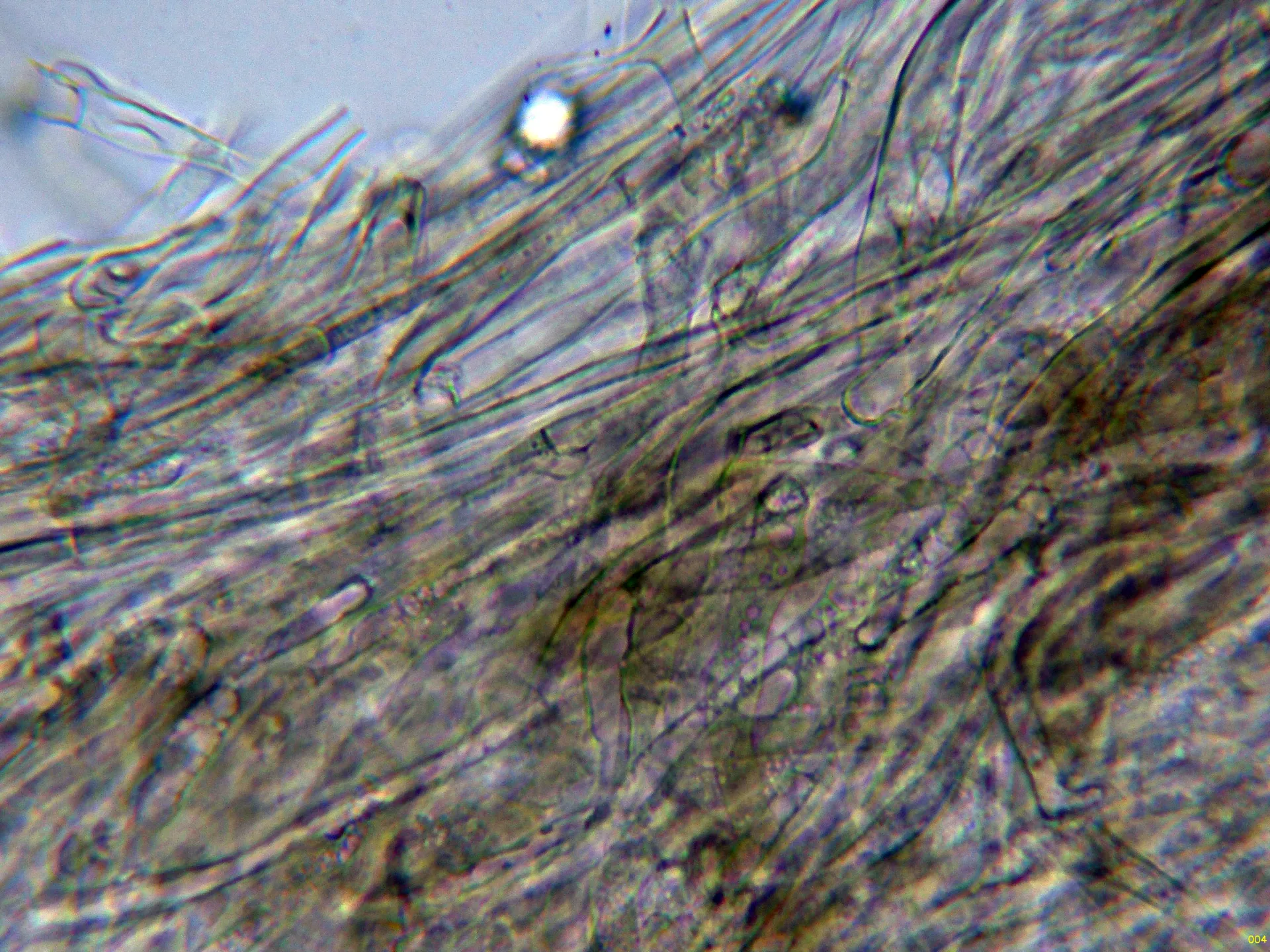 Microscopía de Lyophyllum rhopalopodium - 10 - Suprapellis agua-004
